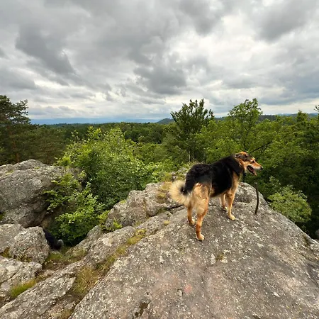 Chill Us - W Otoczeniu Lasu I Natury, Przyjazny Czworonogom Ferienhaus Jelenia Góra