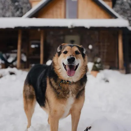 Chill Us - W Otoczeniu Lasu I Natury, Przyjazny Czworonogom Jelenia Góra