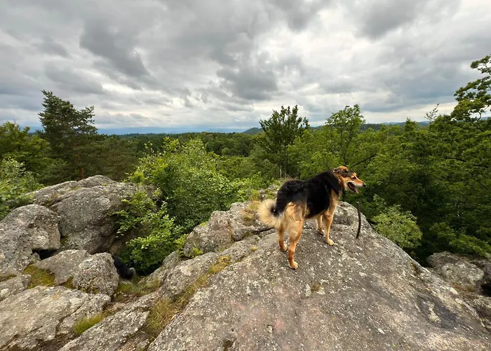 Chill Us - W Otoczeniu Lasu I Natury, Przyjazny Czworonogom - By Space Dom wakacyjny Jelenia Góra