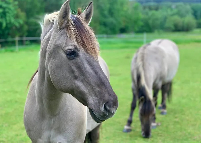 Chill Us - W Otoczeniu Lasu I Natury, Przyjazny Czworonogom - By Space Dom wakacyjny Jelenia Góra