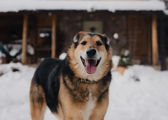 Chill Us - W Otoczeniu Lasu I Natury, Przyjazny Czworonogom - By Space Jelenia Góra